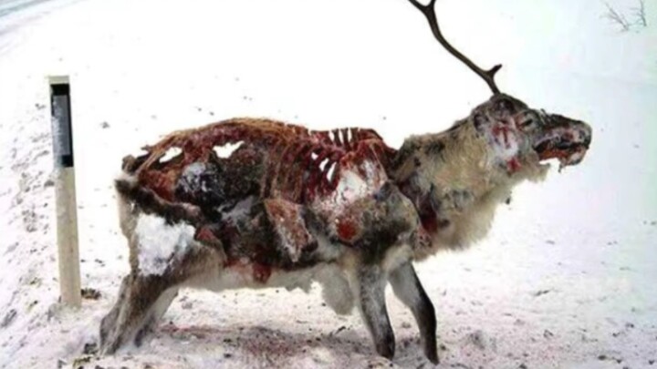 Zombie deer, zombie deer appear in the United States