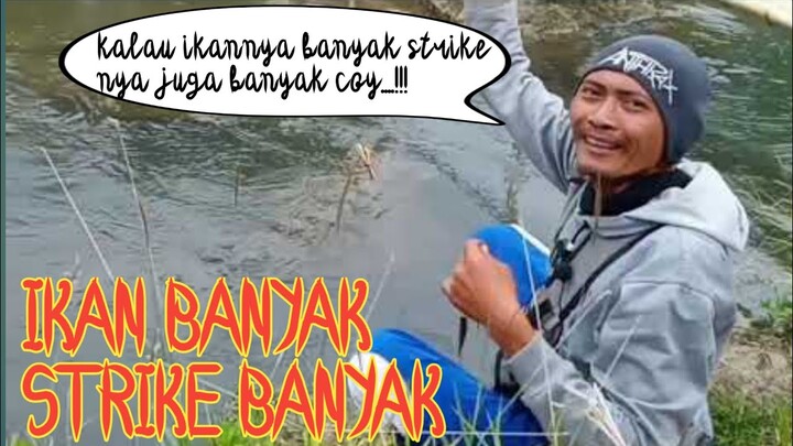 Ikan banyak strike banyak_Asuy Mancing