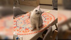 Funny Cats compilation 😹😹😹