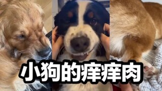Hóa ra chó con cũng có chỗ ngứa!