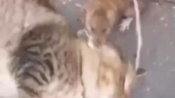 Did this cat eat too many sea cucumbers? It's so useless.