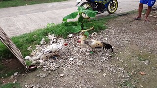 Kanawayon Hatch VS White Kelso McLean spar