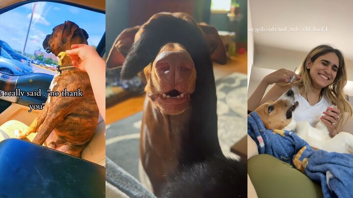 Là một chú chó nghiêm túc thì hơi “diễn” một chút cũng bình thường thôi, phải không?