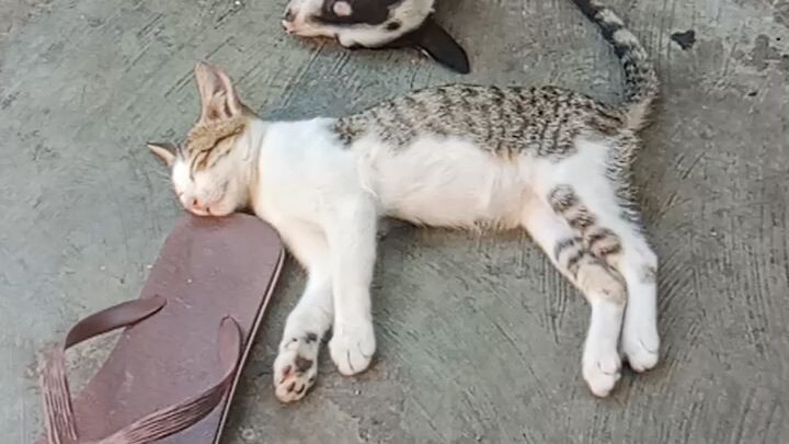 cuties sleeping