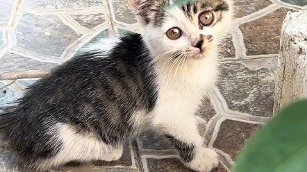 فجأة جرى قطّان صغيران إلى البيت! بيتي في الطابق السابع، ووصلوا إلى سطح المبنى، ولا يوجد مصعد، لا أعر