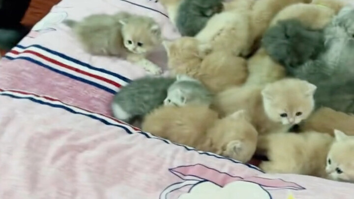 Oh my god, a whole litter of kittens!