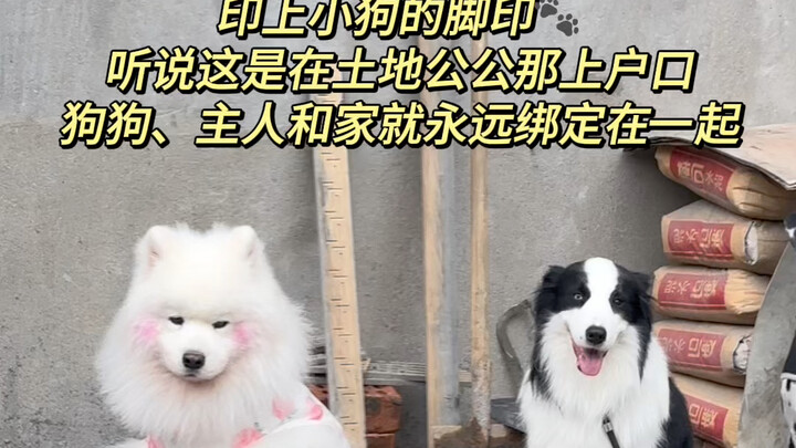 Register the pup’s “household registration”—once you sign the pact, you’re together forever🐾