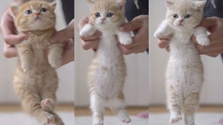 Anyone who lifts a cat like this with its legs stretched out is a fool.