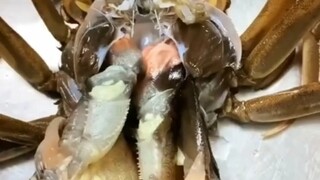 I was just about to steam it when I noticed it was molting.