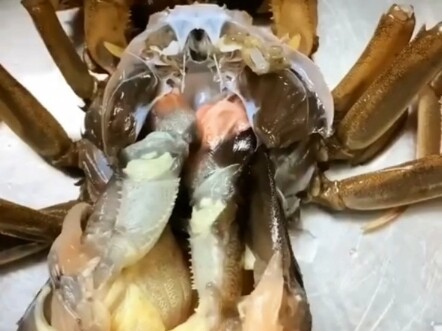 I was just about to steam it when I noticed it was molting.