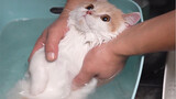 Anak kucing, kamu menggonggong dua kali saat mandi!