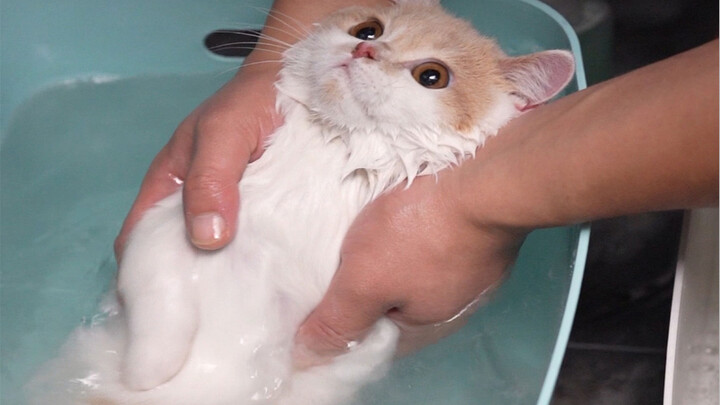 Anak kucing, kamu menggonggong dua kali saat mandi!