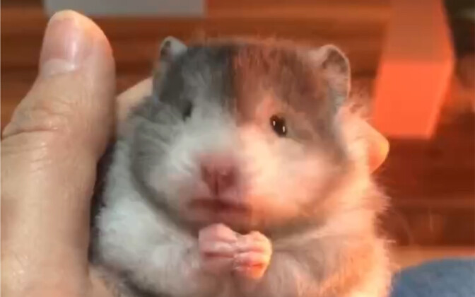 Vậy là bị cắm sừng à?