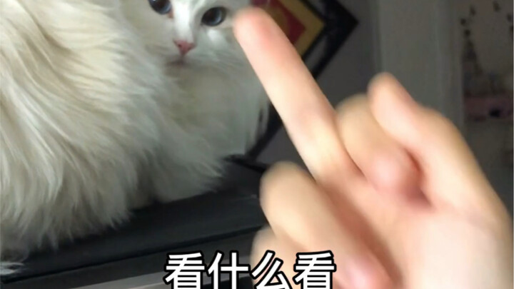 เล่นเกมฝึกสมองกับแมว แต่ไม่รู้ว่าฝึกสมองใครกันแน่…