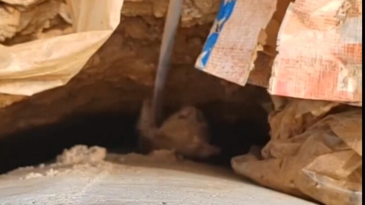 Mèo con rơi xuống khe giếng, tự mình bám vào dải vải để được kéo lên