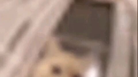 el gato