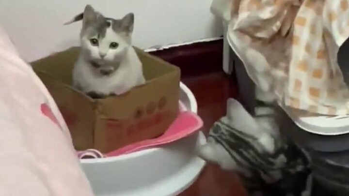 ตัวหนึ่งดูเหมือนปลอม ตัวหนึ่งดูเหมือนโง่