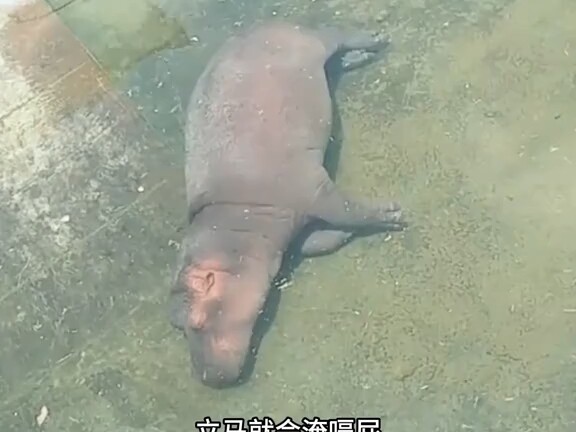 Vừa không sống được trên cạn, vừa không sống được dưới nước, bảo sao ai cũng nói sự tồn tại của hà m