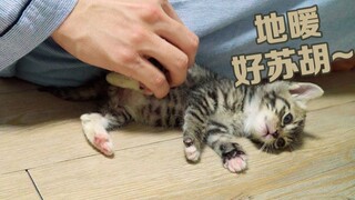 Chú mèo con lần đầu tiên được tận hưởng hệ thống sưởi sàn: Thật tuyệt vời!