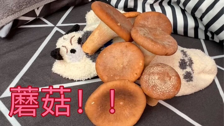 College Students Grow Mushrooms in Their Dorm Room!!