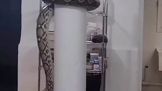 Big snake! 😂 Really, this is the first time I've seen such a scene!