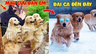 Thú Cưng Vlog | Trứng Bạc Và Trứng Vàng #25 | Chó gâu đần thông minh vui nhộn | Funny pets smart dog