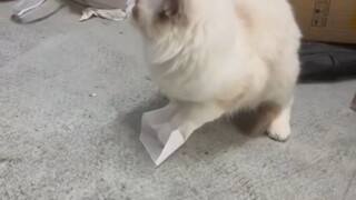 当哈基米的两只脚被纸粘住🤓