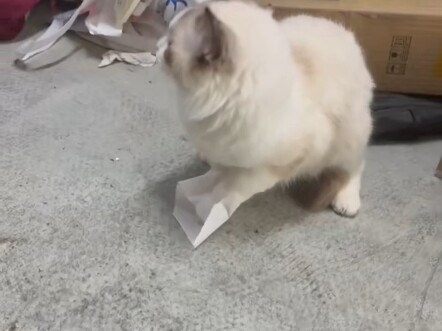 当哈基米的两只脚被纸粘住🤓