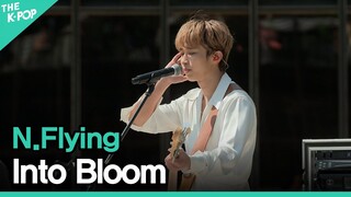 엔플라잉(N.Flying) - 피었습니다. (Into Bloom)ㅣ라이브 온 언플러그드(LIVE ON UNPLUGGED) 엔플라잉편