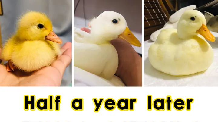 Why is this six-month duck becoming yellower?