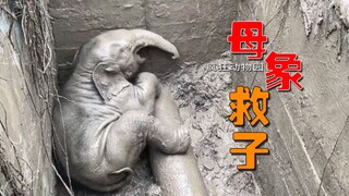 大象妈妈为了救孩子，不惜舍弃自己的生命！