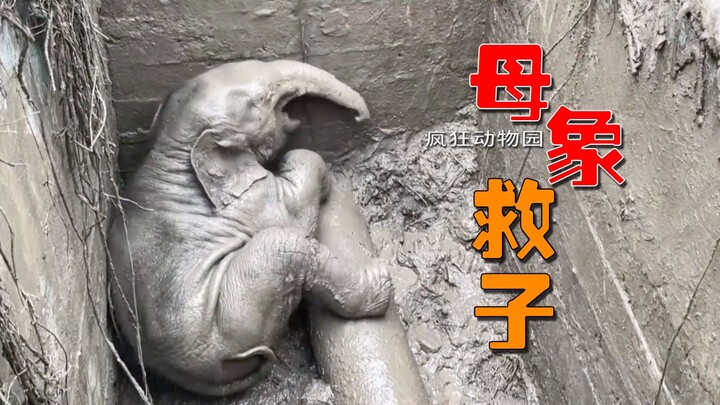 The elephant mother risked her own life to save her child!