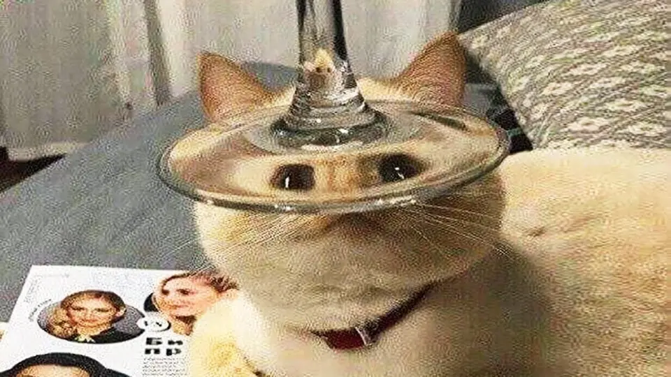 Funniest Animals ๐ง - Best Of The 2020 Funny Animal Videos ๐ - Cutest Animals Ever - Bilibili Funniest Animals ๐ง - Best Of The 2020 Funny Animal Videos ๐ - Cutest Animals Ever - Bilibili