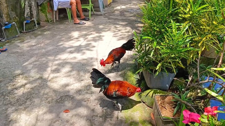 Father & Son JJPE BLACK