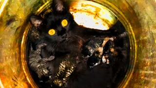 A long-haired black cat gave birth in a trash can. The cat kneaded the milk and snored, and frantica