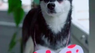 IG: @ lifewithkleekai FYP foryou dogs cutedogs