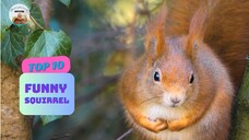 Funny Squirrel 4K Video