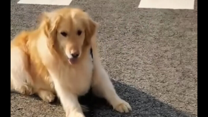Reaksi anjing setelah tali pengikatnya dilempar…