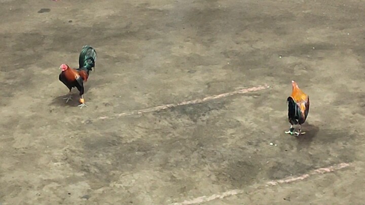 2cock Super Ulutan 1st fight (black) @VCA