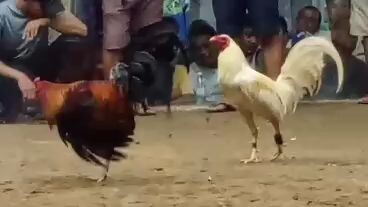 danao arena 2 cock derby draw 🐓🐓🐓pangkoy gamefarm whitekelso