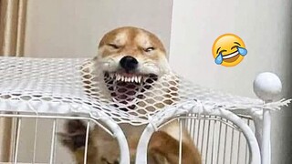 Craziest Dogs Reactions (Funny Pet Videos)| Pets Town