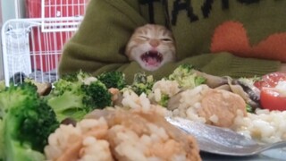 Cat: Xiangxiang, I’m hungry.