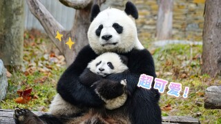 Yiran: Hug my daughter tightly, big ball and small ball~