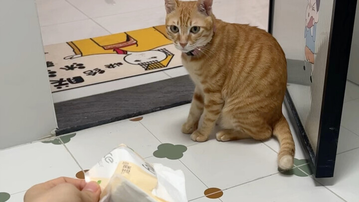 Khi Mì định ngoạm lấy khăn giấy, tôi bỗng nhiên chủ động đưa cho nó