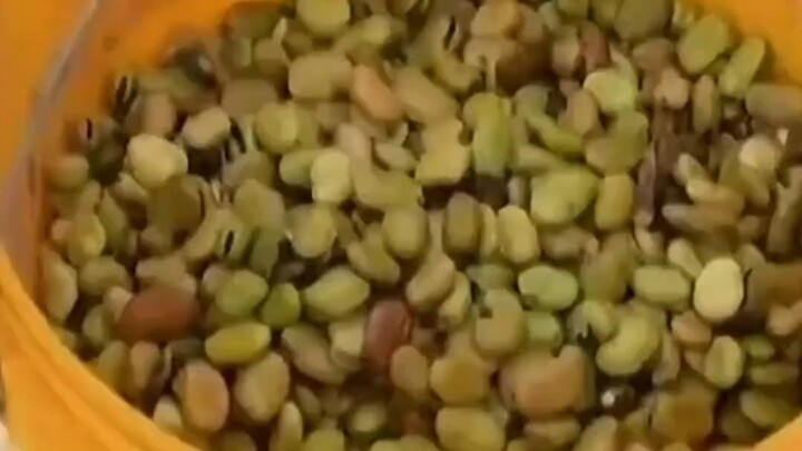 Grass Carp: What would it take for you to not eat me?