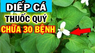 Ăn Rau Diếp Cá Liên Tiếp Trong 3 Ngày, Điều Kỳ Diệu Gì Sẽ Xảy Ra? Hơn Cả 100 Triệu Tiền Thuốc