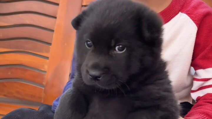 Thế giới nát tan, chú cún cứ khâu vá từng mảnh.