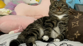 Let me see which little cat is not wearing any clothes! ? ?