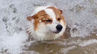 柯基：这里海浪好大，我终于可以冲浪啦