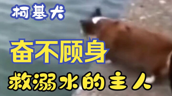 以为主人溺水了，柯基犬的反应让人瞬间泪目
